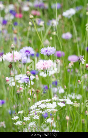 Kornblumen in einem wildflower Meadow. Stockfoto