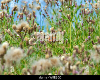 Butterly Ernte Nektar für die Blume. Stockfoto