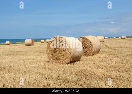 Große Strohballen in der Nähe der Küste Ceredigion Wales Cymru GROSSBRITANNIEN Stockfoto