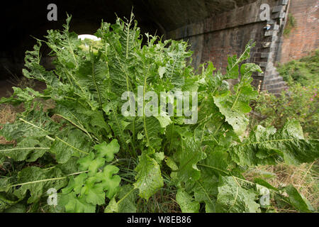 Wild Meerrettich, Armoracia rusticana, wächst an den Ufern des Flusses Stour Dorset Anfang August. Die Blätter der Meerrettich Pflanze dargestellt ha Stockfoto