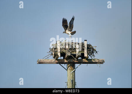 Junge Fischadler (Pandion haliaetus) Tests ist Flügel, während das Lernen im Nest auf künstliche nesting Barsch zu fliegen, Petite Riviere, Nova Scotia, Kanada Stockfoto