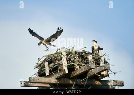 Junge Fischadler (Pandion haliaetus) Tests ist Flügel, während das Lernen im Nest auf künstliche nesting Barsch zu fliegen, Petite Riviere, Nova Scotia, Kanada Stockfoto