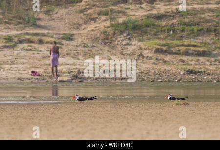 Indische Skimmer in Ganga, Uttar Pradesh Stockfoto