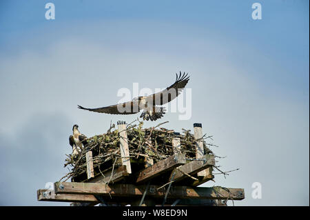 Junge Fischadler (Pandion haliaetus) Tests ist Flügel, während das Lernen im Nest auf künstliche nesting Barsch zu fliegen, Petite Riviere, Nova Scotia, Kanada Stockfoto