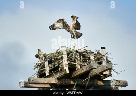 Junge Fischadler (Pandion haliaetus) Tests ist Flügel, während das Lernen im Nest auf künstliche nesting Barsch zu fliegen, Petite Riviere, Nova Scotia, Kanada Stockfoto