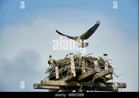 Junge Fischadler (Pandion haliaetus) Tests ist Flügel, während das Lernen im Nest auf künstliche nesting Barsch zu fliegen, Petite Riviere, Nova Scotia, Kanada Stockfoto