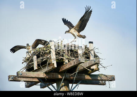 Junge Fischadler (Pandion haliaetus) Tests ist Flügel, während das Lernen im Nest auf künstliche nesting Barsch zu fliegen, Petite Riviere, Nova Scotia, Kanada Stockfoto