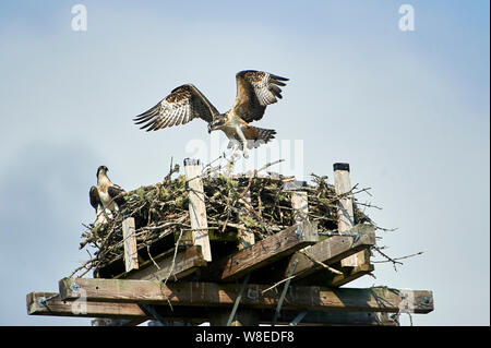 Junge Fischadler (Pandion haliaetus) Tests ist Flügel, während das Lernen im Nest auf künstliche nesting Barsch zu fliegen, Petite Riviere, Nova Scotia, Kanada Stockfoto