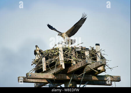 Junge Fischadler (Pandion haliaetus) Tests ist Flügel, während das Lernen im Nest auf künstliche nesting Barsch zu fliegen, Petite Riviere, Nova Scotia, Kanada Stockfoto