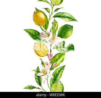 Lemon Lime Obst Zweig mit Blüten nahtlose Grenze realistisch Botanischen Aquarell Zusammensetzung: Citrus Blätter isoliert Gestaltungsarbeit auf weiße Hand gezeichnet Stockfoto