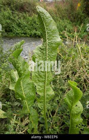 Die breiten Blättern des Wilden Meerrettich, Armoracia rusticana, wächst an den Ufern des Flusses Stour Dorset Anfang August. Wild Meerrettich ist essbar Stockfoto