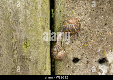 Zwei garten Schnecken, Cornu aspersum, Paarung auf einem Stein Zaun neben einer Straße. North Dorset England UK GB. Stockfoto