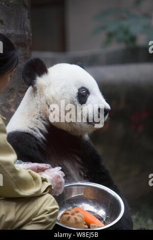 Ein chinesischer Mitarbeiter Feeds 35-jährige weibliche Panda Basi mit Futter auf der Fuzhou Giant Panda Forschungszentrum in Fuzhou city, Südosten Chinas F Stockfoto