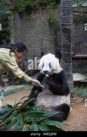 Ein chinesischer Mitarbeiter Feeds 35-jährige weibliche Panda Basi mit Futter auf der Fuzhou Giant Panda Forschungszentrum in Fuzhou city, Südosten Chinas F Stockfoto