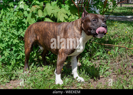 American Staffordshire Terrier Welpen steht durch die Green Bush. Heimtiere. Stockfoto