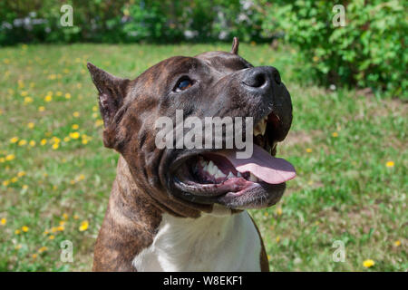 American Staffordshire Terrier Welpen steht mit Zunge räkelt. Close Up. Heimtiere. Stockfoto