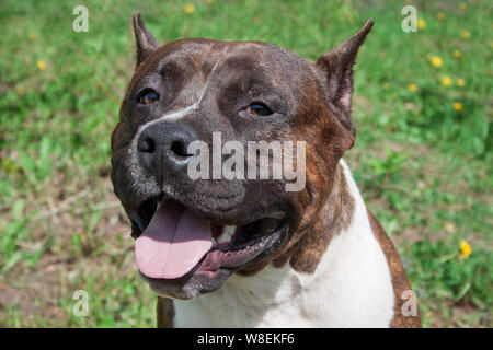 American Staffordshire Terrier Welpen. Heimtiere. Zehn Monate alt. Stockfoto