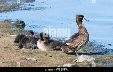 Und Entenküken weiblichen Reiherente (Aythya fuligula) Stockfoto