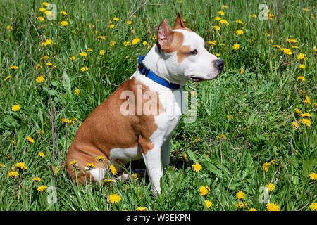 American Staffordshire Terrier Welpen sitzt auf einer Blumenwiese. Heimtiere. Stockfoto