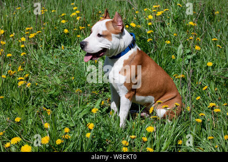 American Staffordshire Terrier Welpen sitzt in einem grünen Gras. Heimtiere. Stockfoto