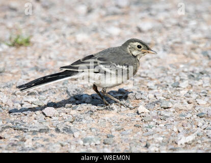 Juvenile Pied Bachstelze (Motacilla Alba) Stockfoto