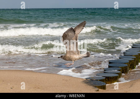 Braun Silbermöwe fliegt über Sandstrand der Ostsee mit Wellen und blauer Himmel Stockfoto