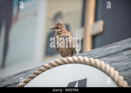 Boardmasters Surf Wettbewerb 2019 Stockfoto