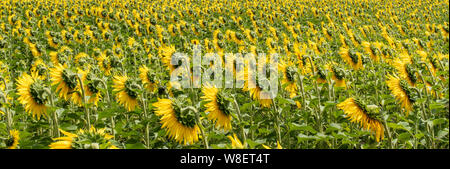 Ein Sonnenblumenfeld in der ganzen Rahmen mit Sonnenblumen mit Kopf drehte sich um von der Kamera. Konzept. Panorama. Banner. Stockfoto