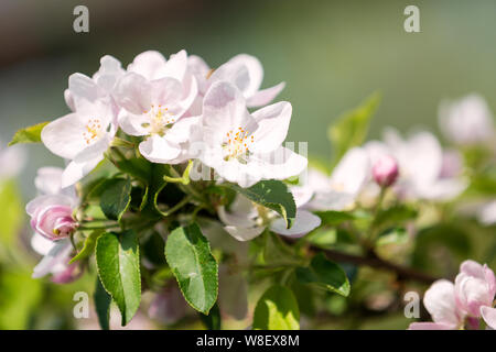 Blumen blühende Apfelbäume an einem sonnigen Tag Stockfoto