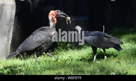 L-R eine südliche Hornrabe (Bucorvus leadbeateri) und eine schwarze Geier (Coragyps atratus) sind im Zoo Olomouc, Tschechische Republik, am 9. August 2019 gesehen. (CTK Photo/Ludek Perina) Stockfoto