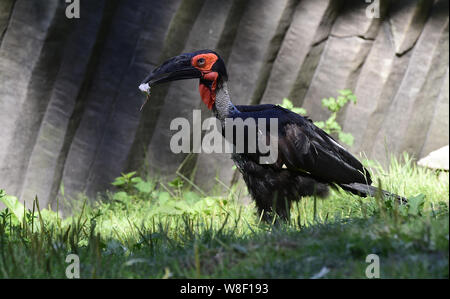 Eine südliche Hornrabe (Bucorvus leadbeateri) ist im Zoo Olomouc, Tschechische Republik, am 9. August 2019 gesehen. (CTK Photo/Ludek Perina) Stockfoto