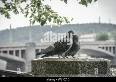 Ein paar Tauben auf Prag Damm im Frühjahr Tag closeup Stockfoto