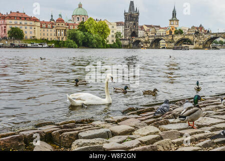 Prag. Bild von der Karlsbrücke in Prag mit Schwan und Enten in den Vordergrund. Stockfoto