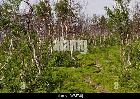 Auf der Fahrt von Schnweden / Pfalz beeindruckende Landschaften der norwegischen Grenze. Stockfoto