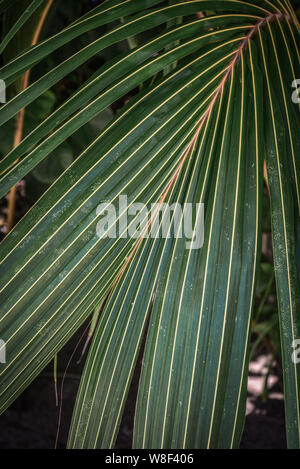 Abstrakte Textur aus Palmblättern. Palm Blätter Hintergrund. Stockfoto