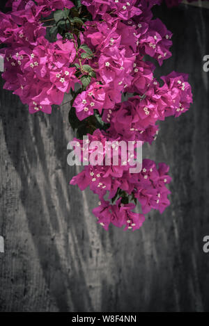 Rot Bougainvillea Blume draußen wachsen auf den Malediven Stockfoto