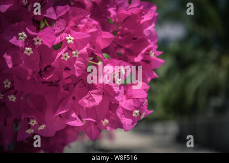 Rosafarbene Bougainvillea Blume wächst auf Beton Wand draußen auf den Malediven Stockfoto