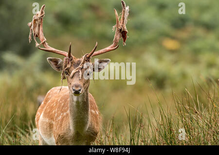 Ein junges Damwild buck suchen, der gerade in die Kamera mit den meisten der Pelz aus seinem Geweih aus der Mauser. Stockfoto
