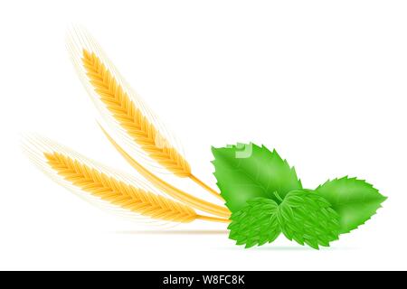 Hopfen und Weizen für die Herstellung von Bier Vector Illustration auf weißem Hintergrund Stock Vektor