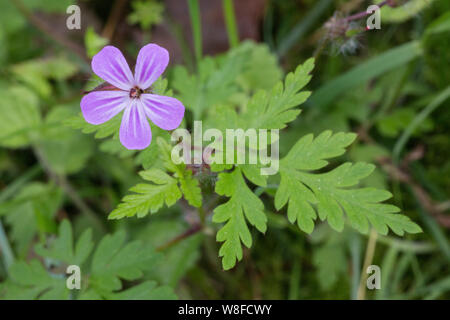 Kraut Robert (Geranium robertianum), die in der Blume, Holt, Norfolk, England, Vereinigtes Königreich, 1. Juni 2014 Stockfoto