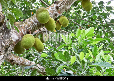 Jackfruit im ökologischen Landbau in Sansibar, Tansania, Afrika die Bauernhöfe Früchte aller Art produzieren, Gräser für Parfüm und vieles mehr. Stockfoto