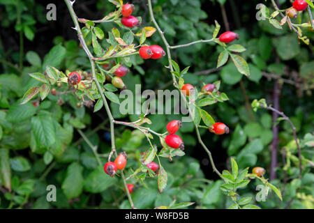 Hagebutte, Obst, Bedfordshire, England, Vereinigtes Königreich 5. September 2015 Stockfoto