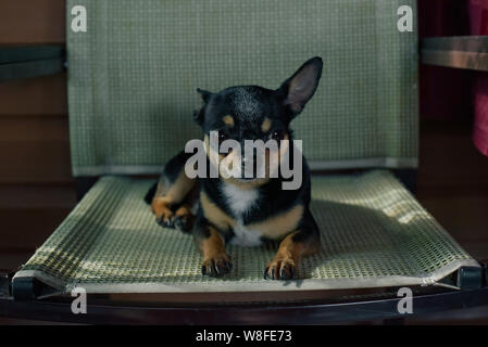 Chihuahua Welpen sitzen auf Stuhl in einem Cafe. Chihuahua in Schwarz, Braun und Weiß. Interessante Hündchen in einem Sommer Cafe. Hund ist ein Freund des Menschen. Kleine br Stockfoto