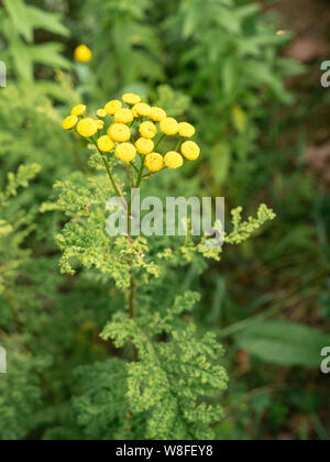 Blüte Tanacetum vulgare var. crispum, manchmal fälschlicherweise als Artemisia-arten oder schwarze Edelraute klassifiziert. Stockfoto