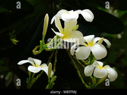 Nahaufnahme des Weißen plumeria Blumen blühen im Garten, selektiven Fokus Stockfoto