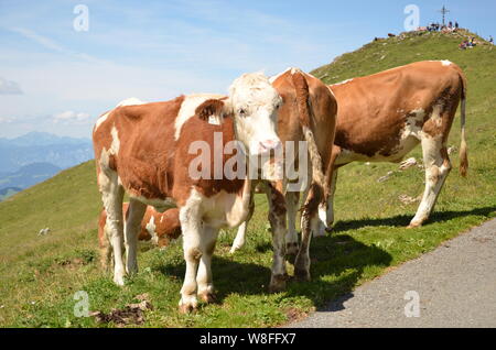 Österreichische Kühe auf dem Kitzbuheler Horn, in der Nähe von Kitzbühel, Tirol, Österreich, Europa Stockfoto