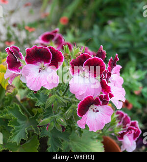 Blume pelargonium auf dem Hintergrund der grüne Kraut wächst im Garten zum Begriff der Zeit Stockfoto