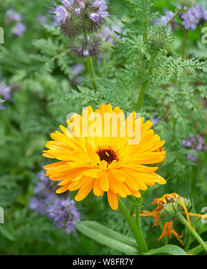 Kalendula Garten auf Hintergrund grün Blatt wächst im Jahr Garten Stockfoto