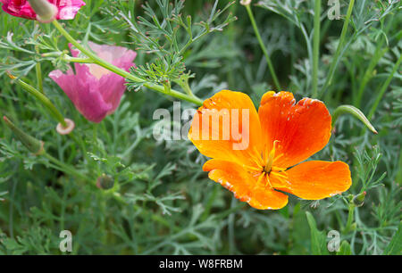 Schöne orange Blume auf Hintergrund Der grüne Kraut wächst im Garten im Sommer Stockfoto