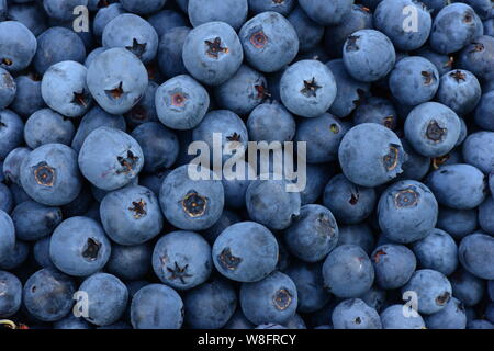 Gesundes Essen Beerenfrucht Dessert aus aromatischen große Reifen Blaubeeren Stockfoto